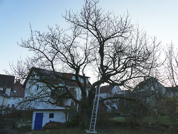 Obstbaumschnitt in Gießen:
Alter Kirschbaum vor der Kroneneinkürzung