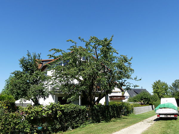 Obstbaumschnitt in Bad Homburg:
Kirschbaum nach der Kroneneinkürzung