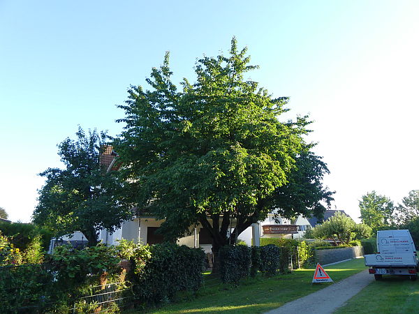 Obstbaumschnitt in Bad Homburg:
Kirschbaum vor der Kroneneinkürzung