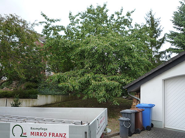 Obstbaumschnitt in Bad Nauheim:
Kirschbaum vor dem Sommerschnitt