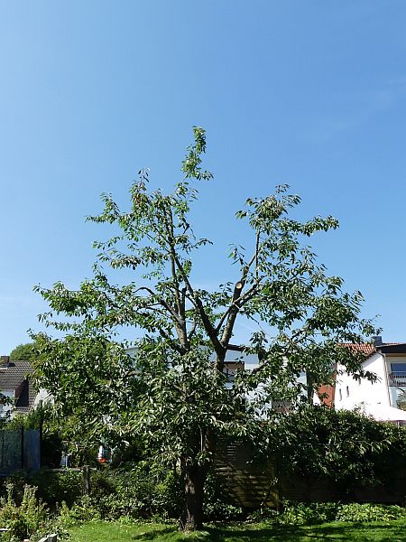 Obstbaumschnitt in Butzbach:
Kirschbaum nach dem Schnitt