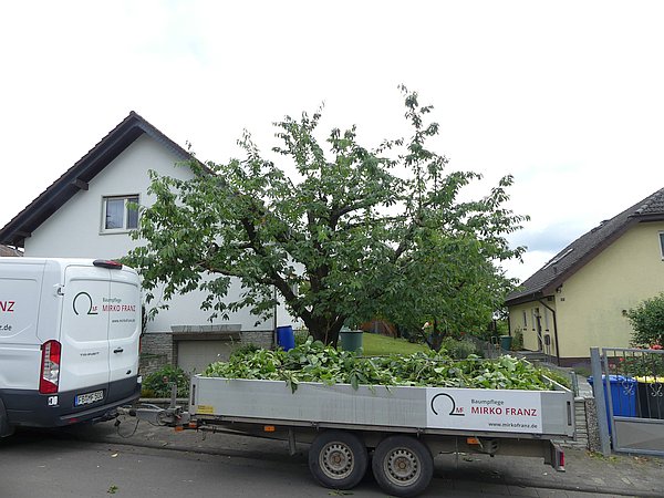 Obstbaumschnitt in Butzbach:
Süßkirsch-Altbaum in einem Vorgarten nach dem Sommerschnitt zur Einkürzung und Auslichtung