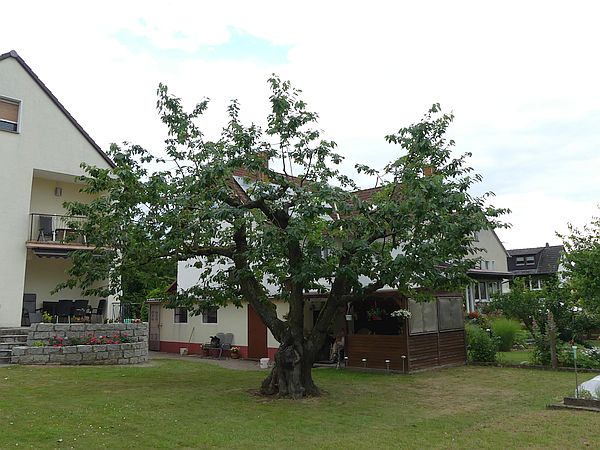 Obstbaumschnitt in Butzbach:
Kirschbaum nach dem Sommerschnitt