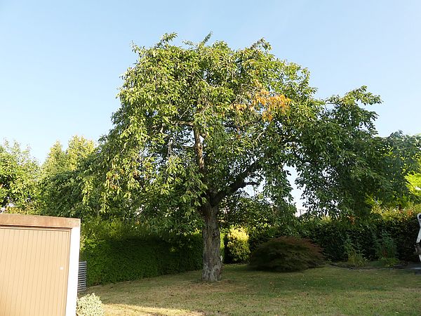 Obstbaumschnitt in Butzbach:
Kirschbaum vor der Kroneneinkürzung