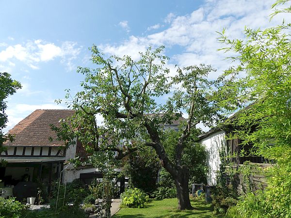 Obstbaumschnitt in Florstadt:
Kirschbaum nach dem Schnitt