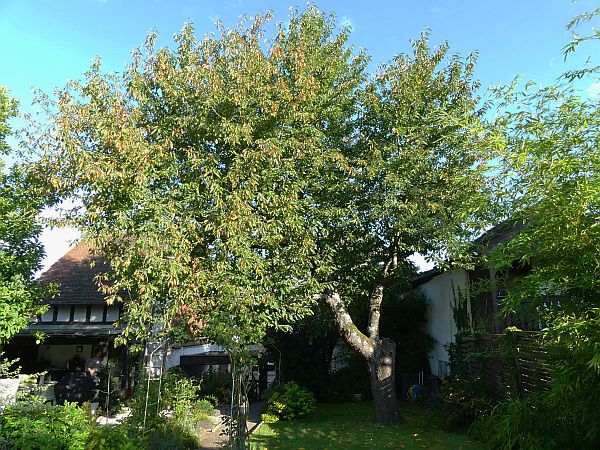 Obstbaumschnitt in Florstadt:
Kirschbaum vor dem Schnitt