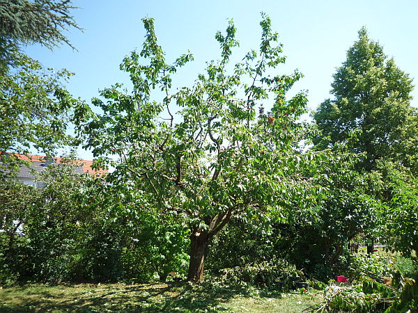 Obstbaumschnitt in Friedberg:
Kirschbaum nach dem Sommerschnitt