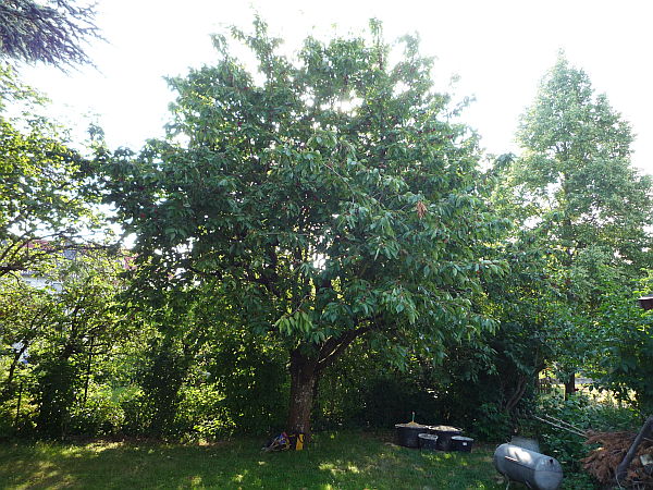 Obstbaumschnitt in Friedberg:
Kirschbaum vor dem Sommerschnitt