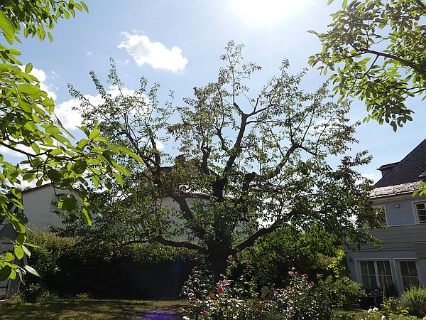Obstbaumschnitt in Gießen:
Kirschbaum nach der Kroneneinkürzung