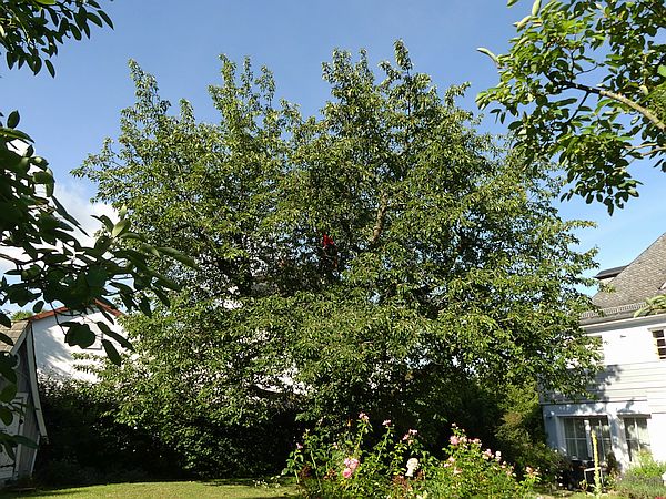 Obstbaumschnitt in Gießen:
Kirschbaum vor der Kroneneinkürzung