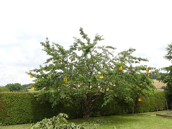 Obstbaumschnitt in Idstein:
Kirschbaum nach dem Schnitt
