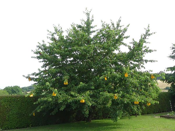 Obstbaumschnitt in Idstein:
Kirschbaum vor dem Schnitt