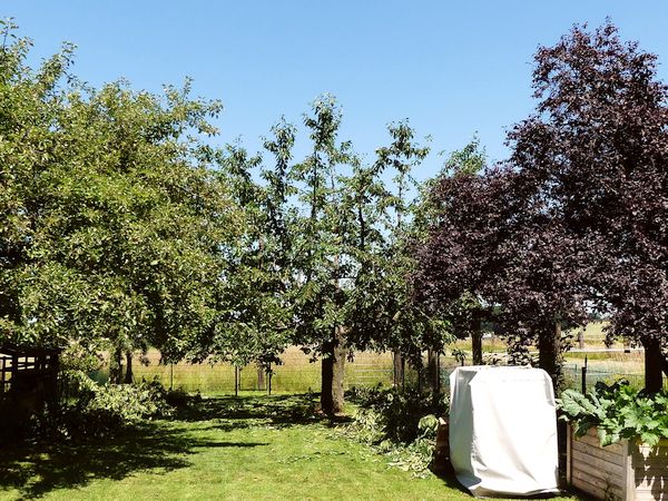 Obstbaumschnitt in Karben:
Vormals gekappter Kirschbaum nach dem Auslichtungsschnitt
