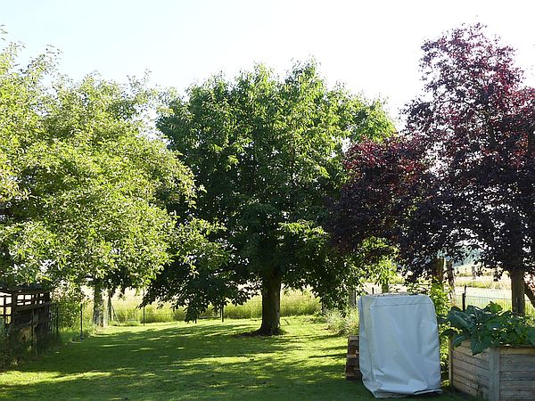 Obstbaumschnitt in Karben:
Vormals gekappter Kirschbaum vor dem Auslichtungsschnitt
