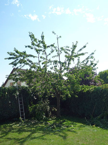 Obstbaumschnitt in Münzenberg:
Kirschbaum nach dem Sommerschnitt