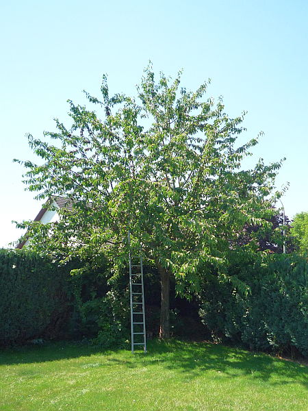 Obstbaumschnitt in Münzenberg:
Kirschbaum vor dem Sommerschnitt