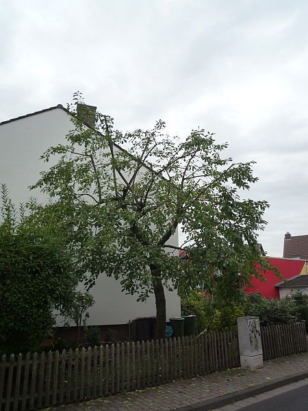 Obstbaumschnitt in Nidderau:
Kirschbaum nach dem Schnitt
