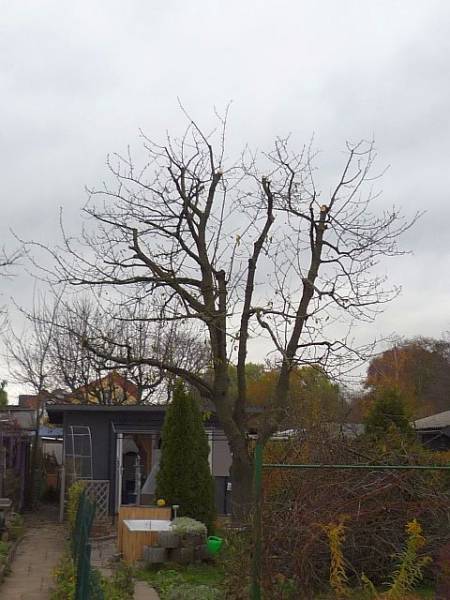 Obstbaumschnitt in Friedberg:
Kirschbaum nach Kroneneinkürzung