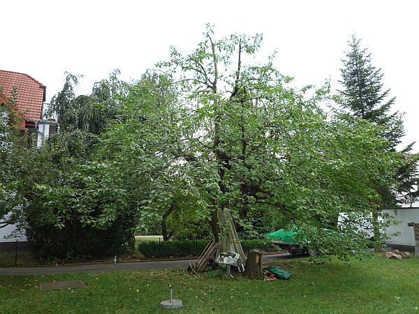 Obstbaumschnitt in Bad Nauheim:
Kirschbaum nach dem Schnitt