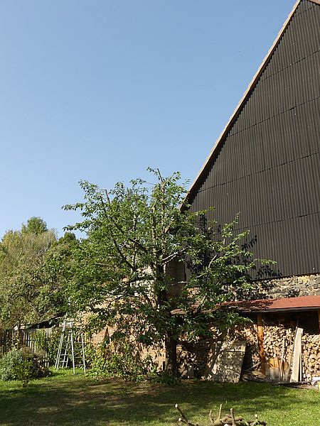 Obstbaumschnitt in der Wetterau:
Kirschbaum nach dem Sommerschnitt mit dem Ziel der Kronenverkleinerung