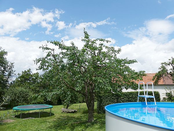 Obstbaumschnitt in Langgöns:
Süßkirschbaum nach dem Sommerschnitt zur Ernte