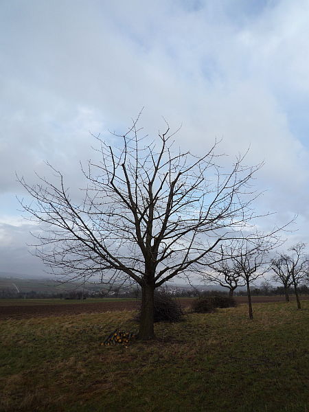 Obstbaumschnitt in Bad Nauheim:
Älterer Kirschbaum nach dem Kronenschnitt