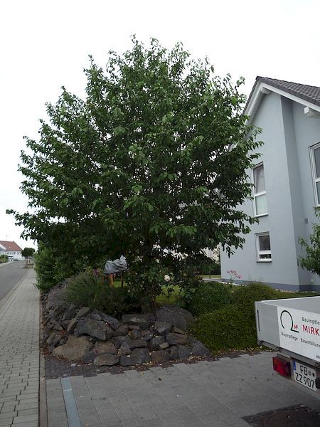 Obstbaumschnitt in Reichelsheim:
Kirschbaum vor dem Sommerschnitt