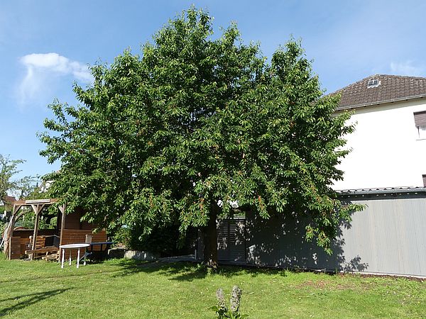 Obstbaumschnitt in Reichelsheim (Wetterau):
Kirschbaum vor dem Sommerschnitt