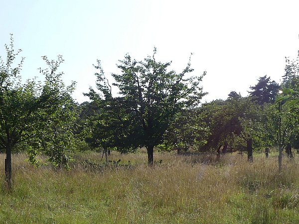 Obstbaumschnitt in Bad Nauheim:
Süßkirschbaum auf einer Streuobstwiese nach dem Nachernteschnitt und Umstellung auf Oeschbergerziehung