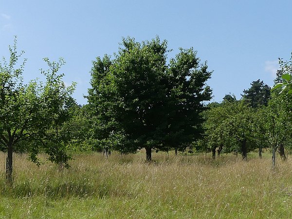 Obstbaumschnitt in Bad Nauheim:
Süßkirschbaum auf einer Streuobstwiese vor dem Nachernteschnitt und Umstellung auf Oeschbergerziehung