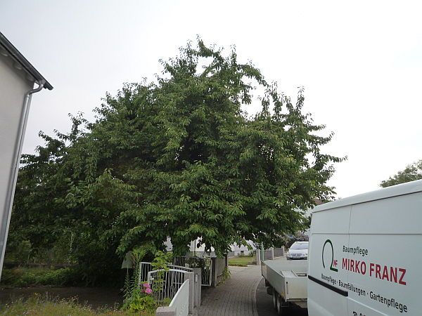 Obstbaumschnitt in Friedberg:
Kirschbaum vor dem Schnitt