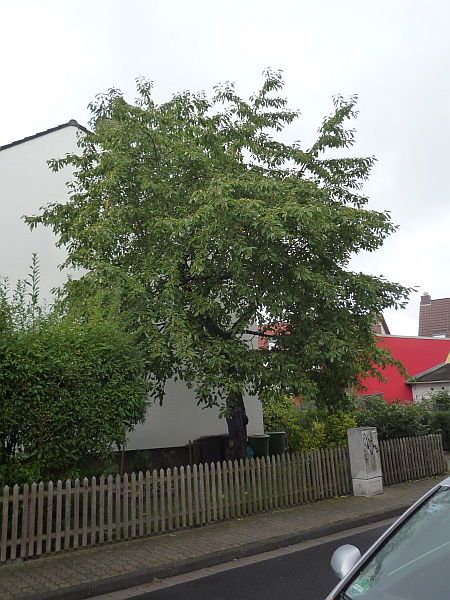 Obstbaumschnitt in Nidderau:
Kirschbaum vor dem Schnitt