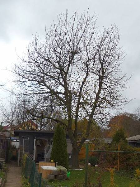Obstbaumschnitt in Friedberg:
Kirschbaum vor Kroneneinkürzung
