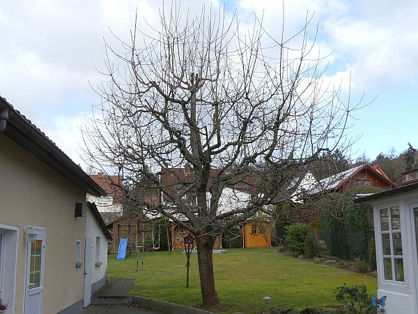 Obstbaumschnitt in Butzbach:
Kirschbaum vor dem Schnitt