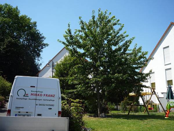 Obstbaumschnitt in Bad Nauheim:
Kirschbaum vor dem Schnitt (2)