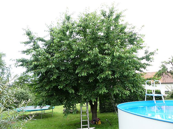 Obstbaumschnitt in Langgöns:
Süßkirschbaum vor dem Sommerschnitt zur Ernte