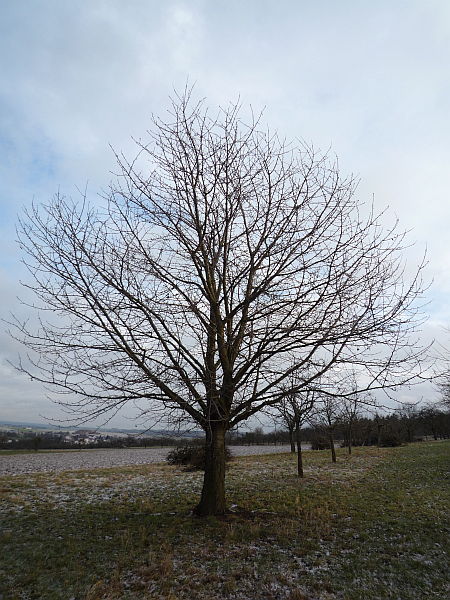Obstbaumschnitt in Bad Nauheim:
Älterer Kirschbaum vor dem Kronenschnitt