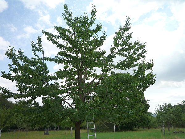 Obstbaumschnitt in der Wetterau:
Kirschbaum nach dem Sommerschnitt und der Umstellung auf eine Öschbergkrone