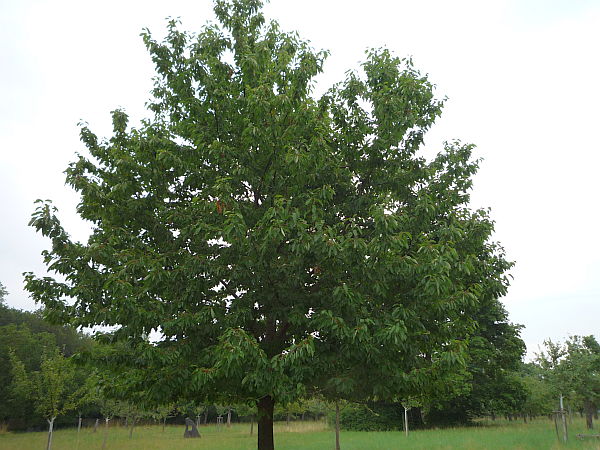 Obstbaumschnitt in der Wetterau:
Kirschbaum vor dem Sommerschnitt und der Umstellung auf eine Öschbergkrone