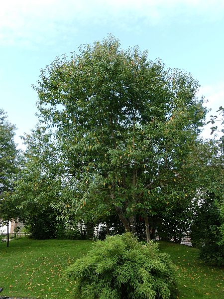 Obstbaumschnitt in Braunfels:
Kirschbaum vor dem Schnitt