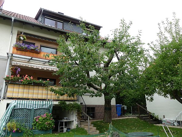 Obstbaumschnitt in Butzbach:
Kirschbaum nach dem Schnitt