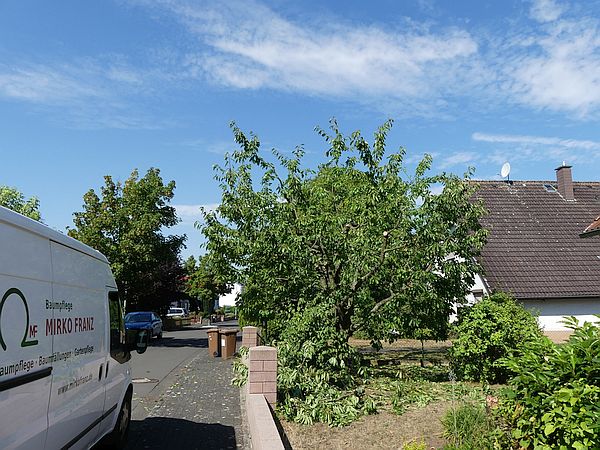 Obstbaumschnitt in Florstadt:
Kirschbaum nach dem Sommerschnitt