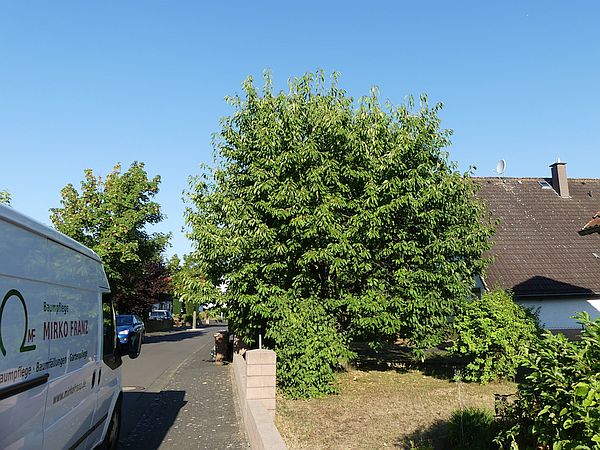 Obstbaumschnitt in Florstadt:
Kirschbaum vor dem Sommerschnitt