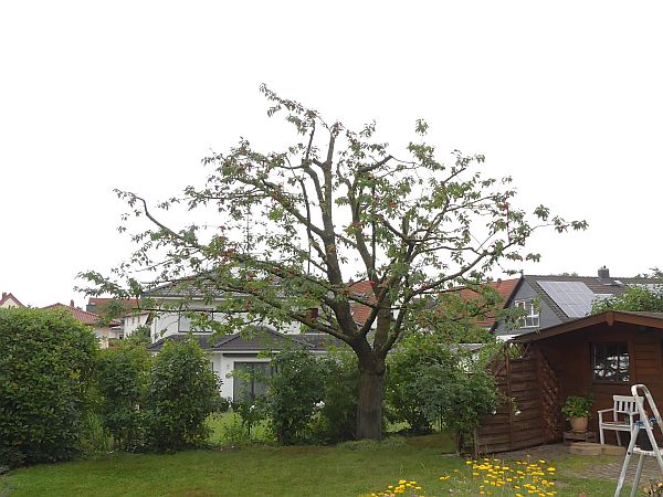 Obstbaumschnitt in Gründau:
Kirschbaum nach dem Schnitt