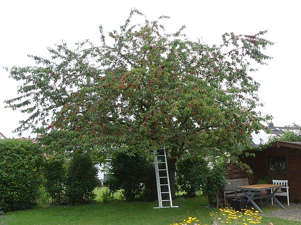 Obstbaumschnitt in Gründau:
Kirschbaum vor dem Schnitt