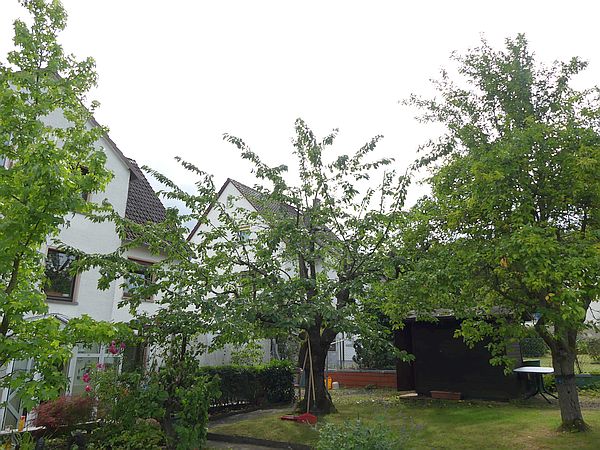 Obstbaumschnitt in der Wetterau:
Kirschbaum im Obstgarten nach dem Schnitt