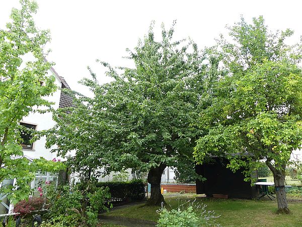 Obstbaumschnitt in der Wetterau:
Kirschbaum im Obstgarten vor dem Schnitt