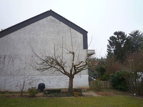 Obstbaumschnitt in Bad Homburg:
Apfelbaum nach dem Korrekturschnitt