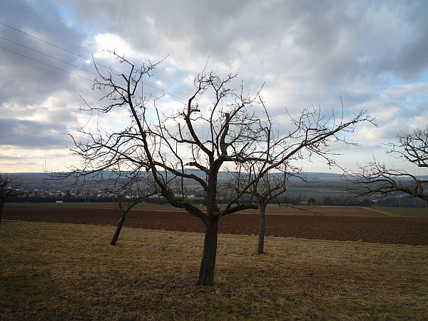 Obstbaumschnitt in Bad Nauheim:
Älterer Apfelbaum nach dem Kronenschnitt