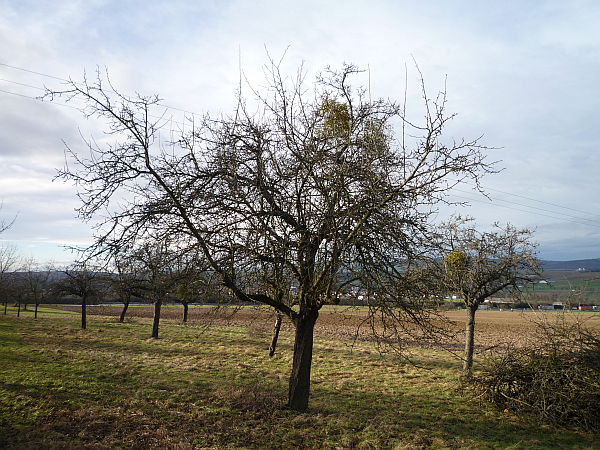 Obstbaumschnitt in Bad Nauheim:
Älterer Apfelbaum vor dem Kronenschnitt